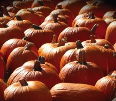 Pumpkins at Huber's Pumpkins at Huber's