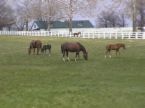 Prospect KY Horse Farm