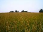 Henry County Field