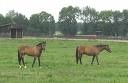 Horses in Oldham County