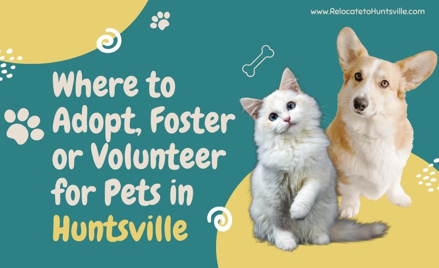 Where to Adopt a Dog or Pet in Huntsville