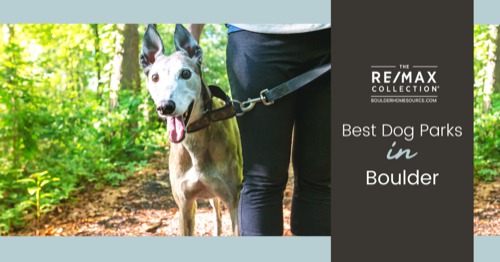 Best Dog Parks in Louisville KY