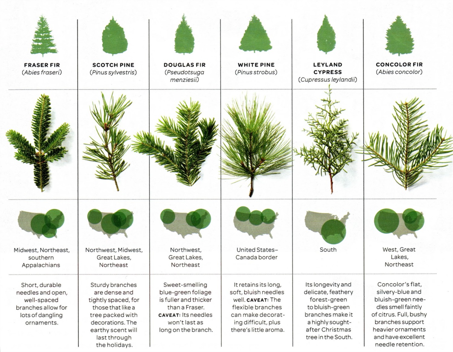 Fir Tree Characteristics