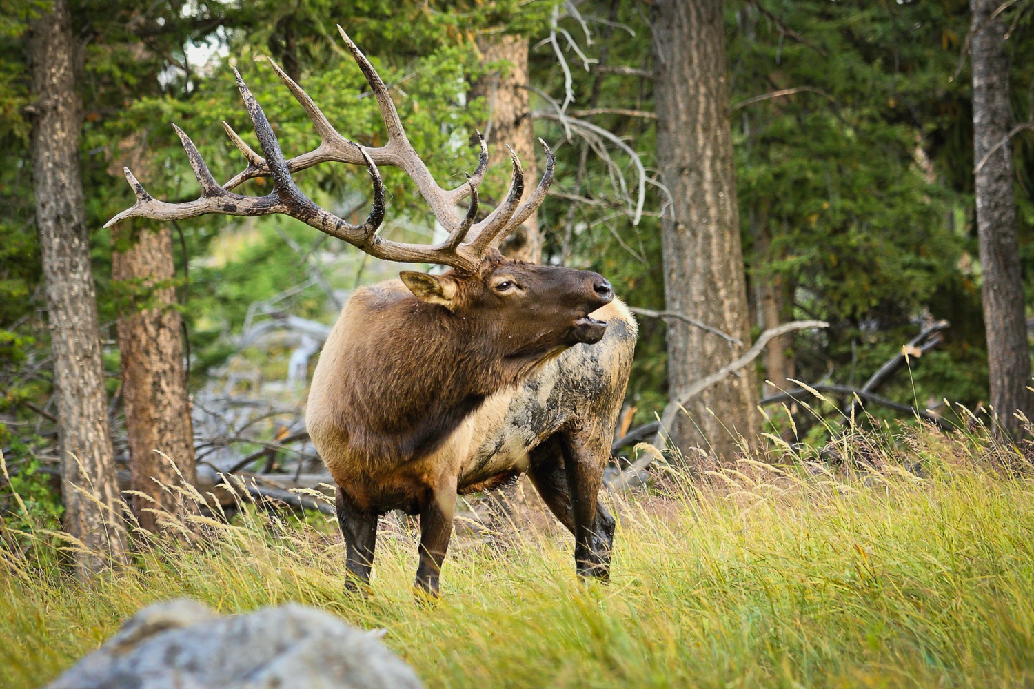 Idaho Big Game