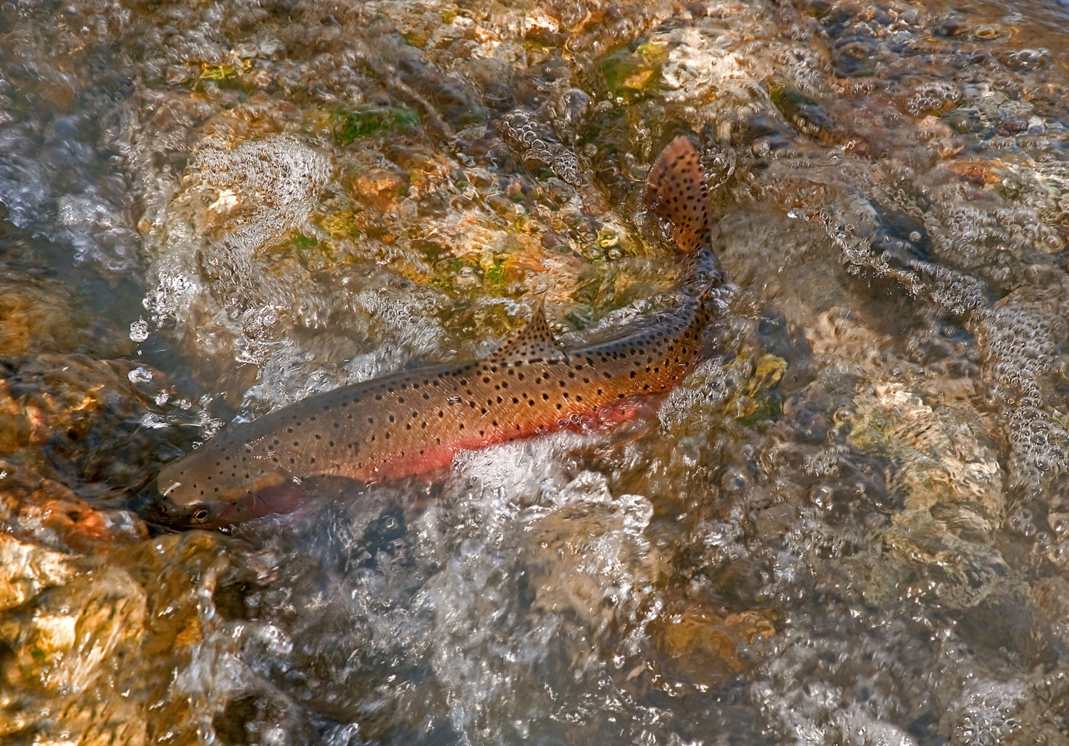 Cutthroat Trout