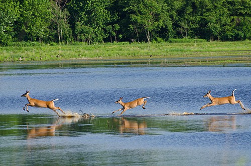 Upper Snake River Wildlife Management Areas