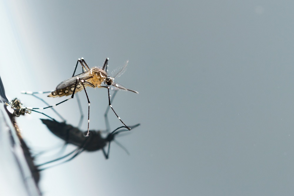 3-ways-to-get-rid-of-mosquitoes-around-your-home