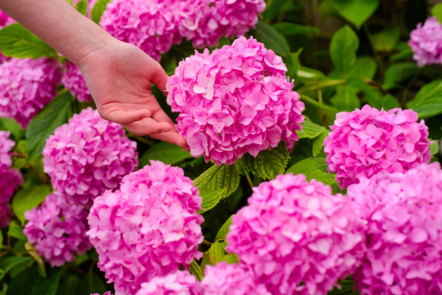 Take the Crescent Hill Garden Tour June 1 Joe Hayden Real Estate Team