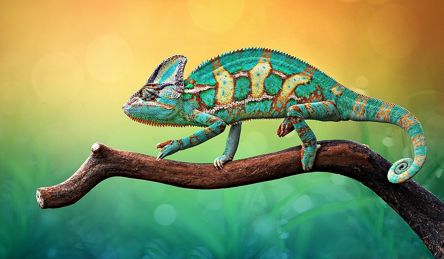 Show Yourself Some Exotic Reptiles January 16 | Joe Hayden Real Estate