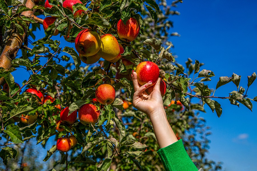 Orchard Fresh Apples