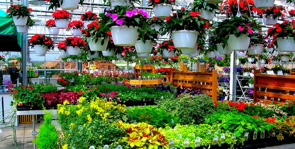 Gardening in Louisville: Four Gardening Centers to Visit for Tips and ...