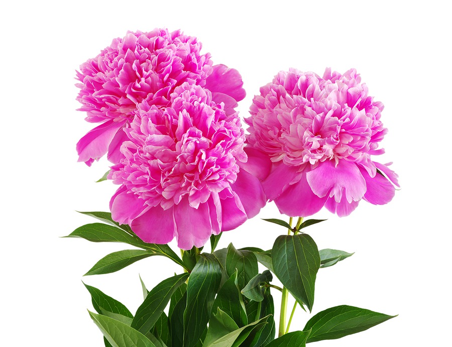 Stop and Smell the Peonies at Whitehall Gardens on May 13th | Joe ...