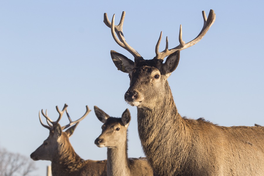 The Louisville Deer and Turkey Exposition Begins January 30 Joe