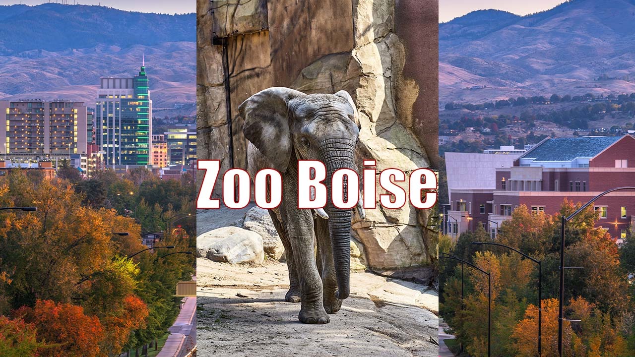 Learn about Zoo Boise and what to expect to see there.