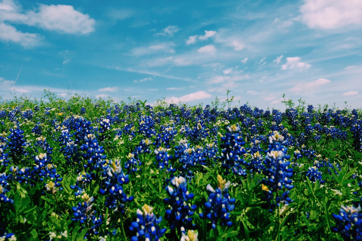 Map of Spring Texas - 8230 Bluebonnets