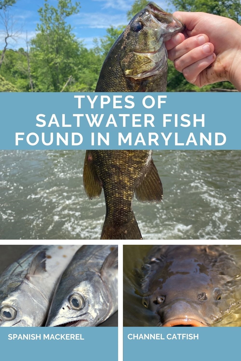 Types of Saltwater Fish Found in Maryland