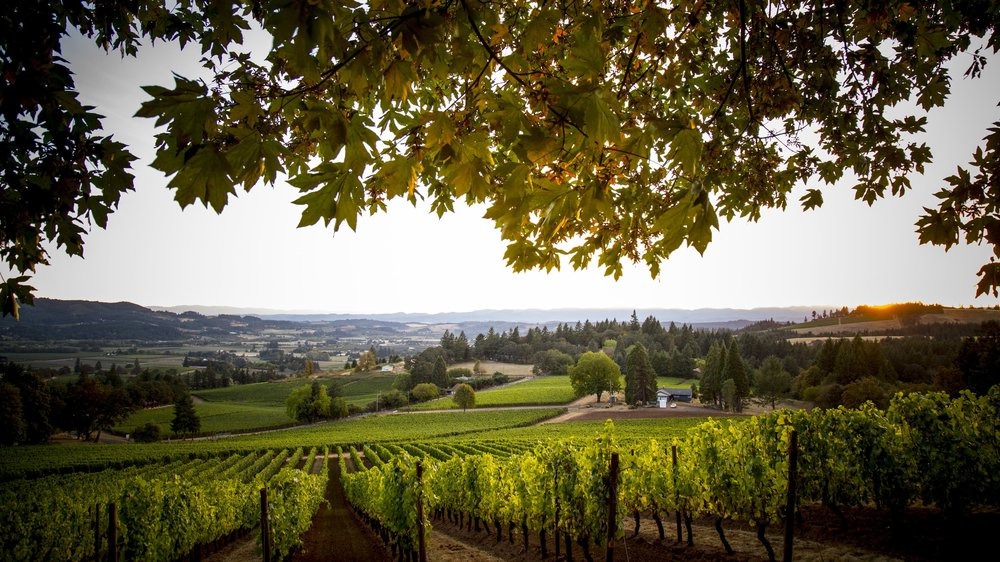 Exploring The Willamette Valley: A Wine Lover's Ultimate Guide