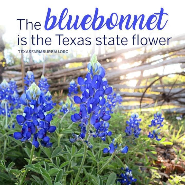 Texas Bluebonnet