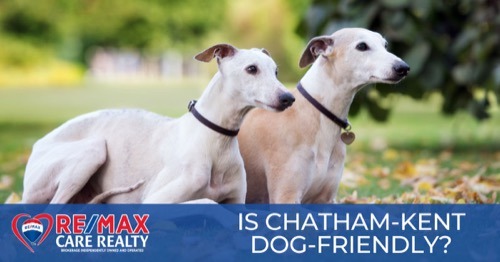 Best Dog Parks & Things to Do With Dogs in Chatham-Kent