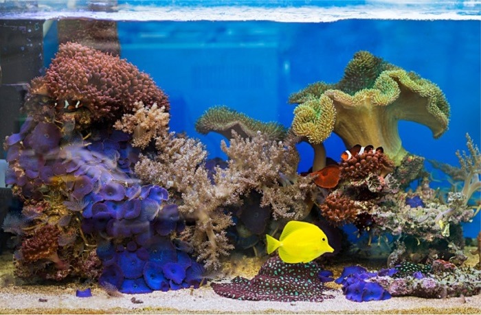A Guide to Moving a Large Fish Tank to a New Home - 303-955-4220