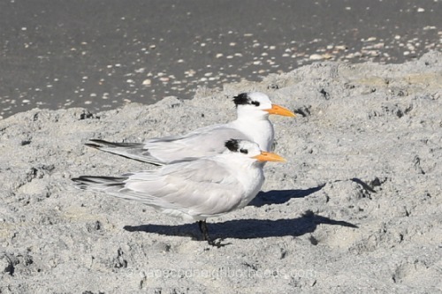 5 Things to Know About the Cape's National Seashore