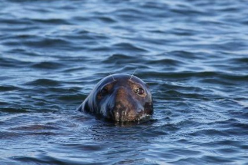 Cape Cod Seals and Sharks: Shared Traits and Top 10 Facts