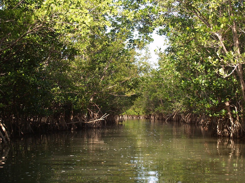 Buck Key: One of Captiva’s Hidden Gems