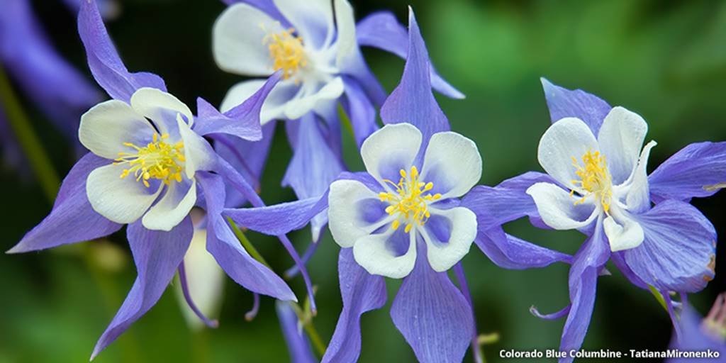 Discover the Beauty of Colorado Wildflowers A Guide to Native Blooms