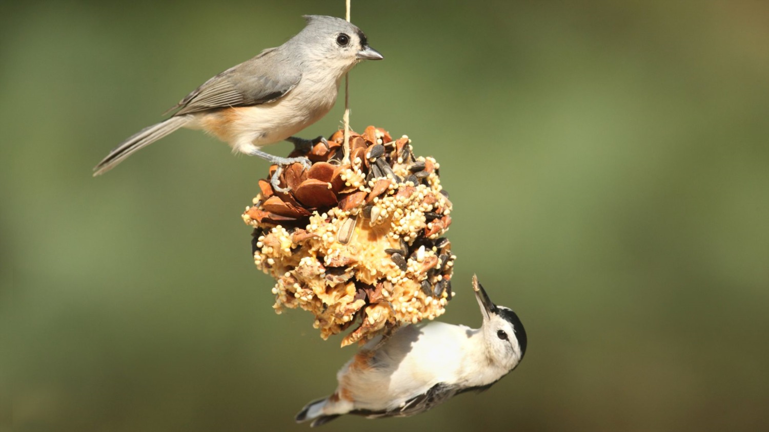 Creating a Bird-Friendly Environment: Essentials for Pet Bird Care - Environmental Factors and Temperature Control