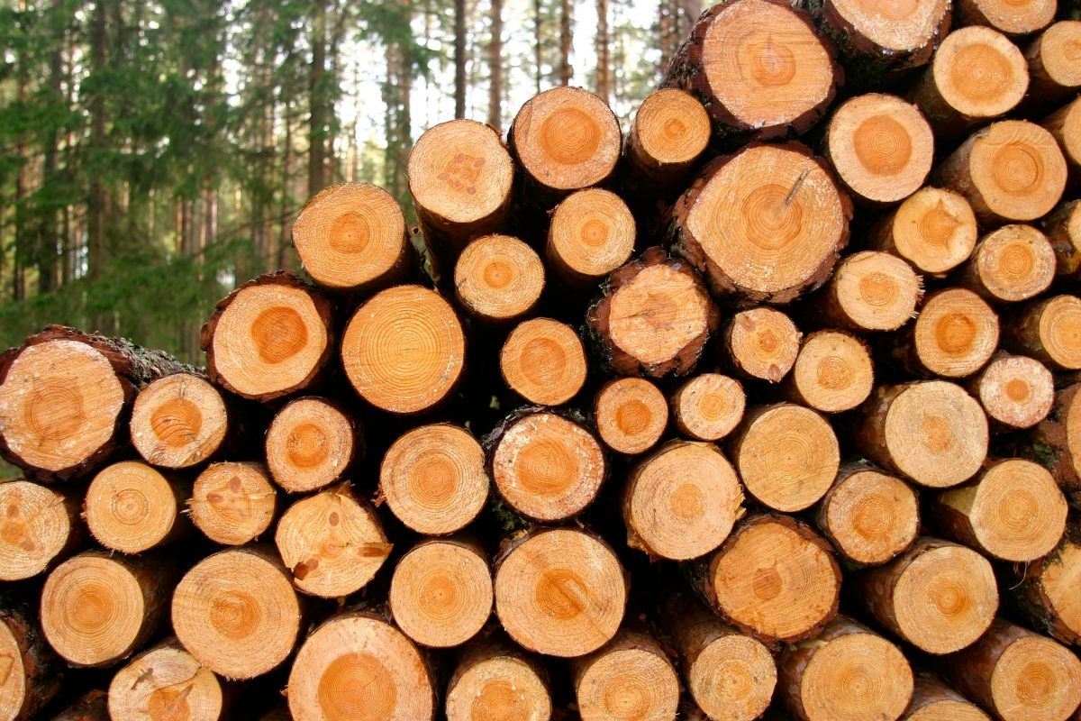 Pros & Cons of Investing in Timberland in Idaho