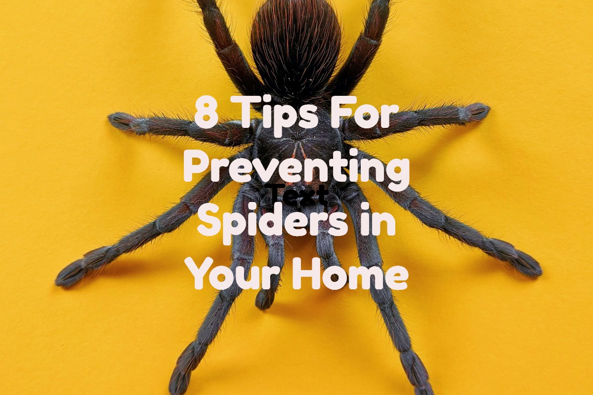 attracting-spiders-understanding-and-8-tips-for-preventing-spider