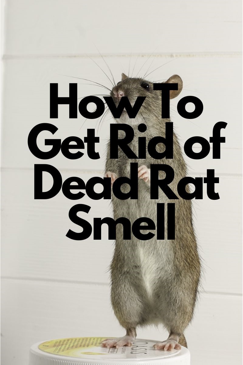 how-to-get-rid-of-dead-rat-smell-in-wall-top-10-instructions-2024