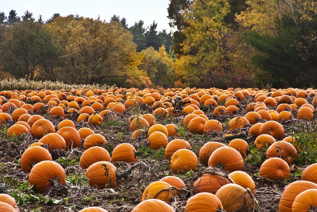 The Ultimate Guide to Fall Fun in Maryland (2024) Festivals, Pumpkin