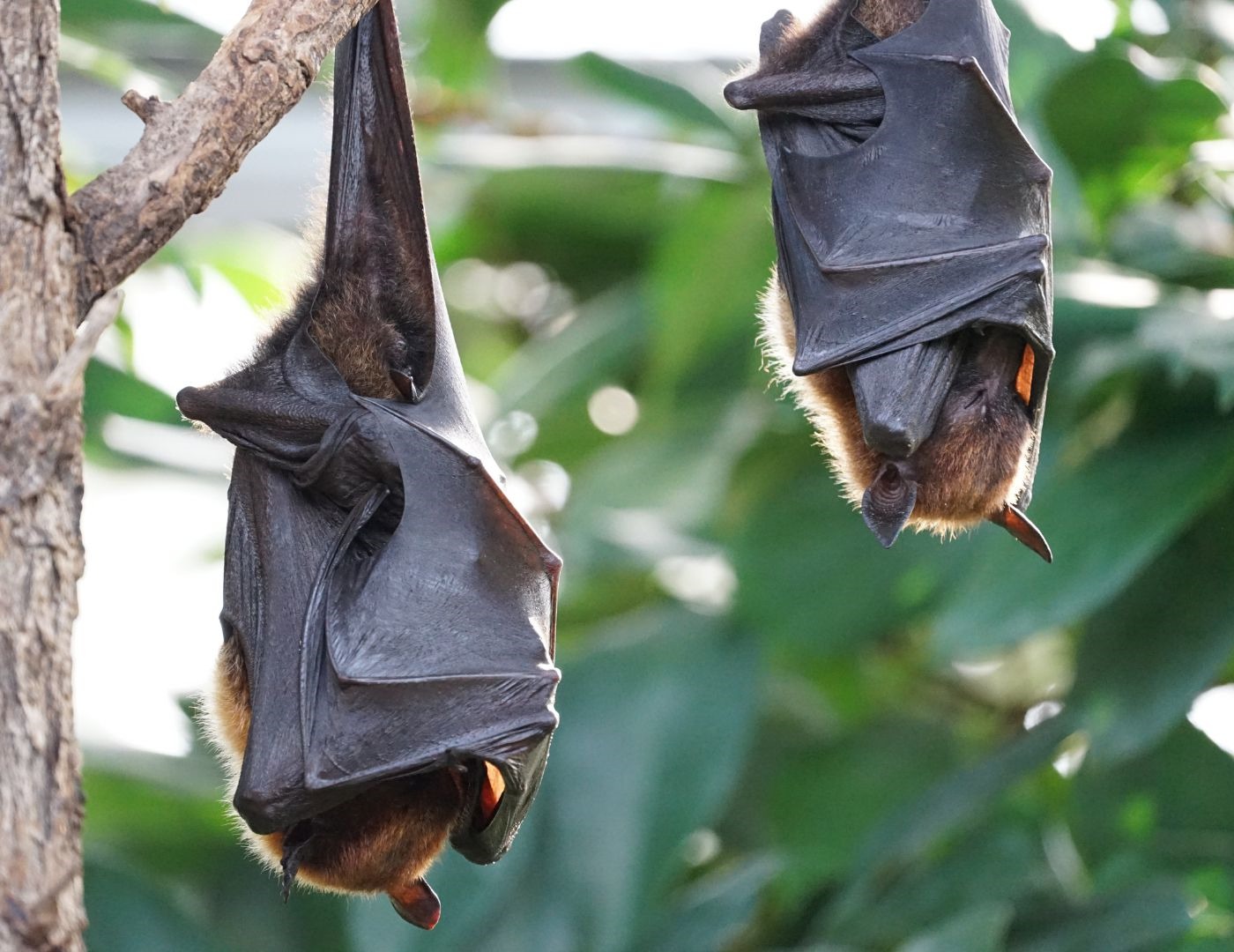 How To: Get Rid of Bats - The Craftsman Blog