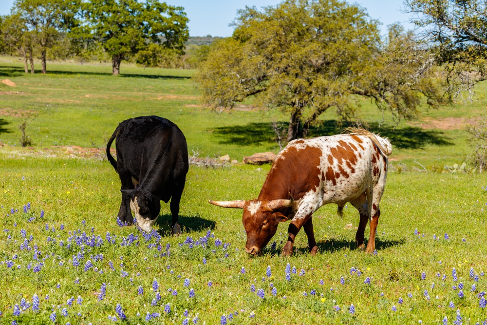 What is a 1-d-1 Appraisal in Texas? | Longhorn Realty