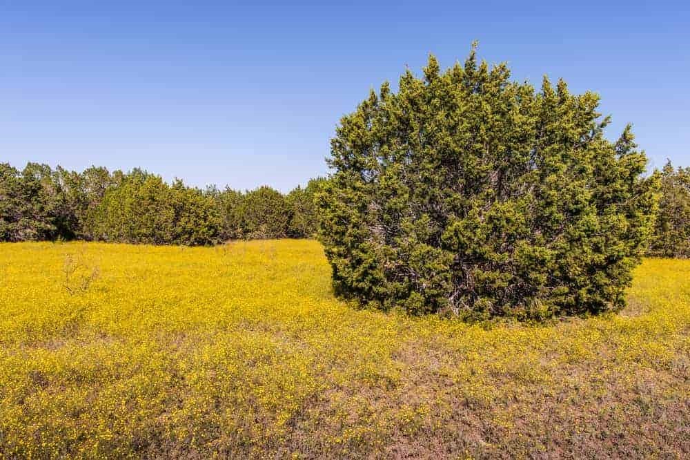 The Most Hated Tree in Central Texas | Longhorn Realty