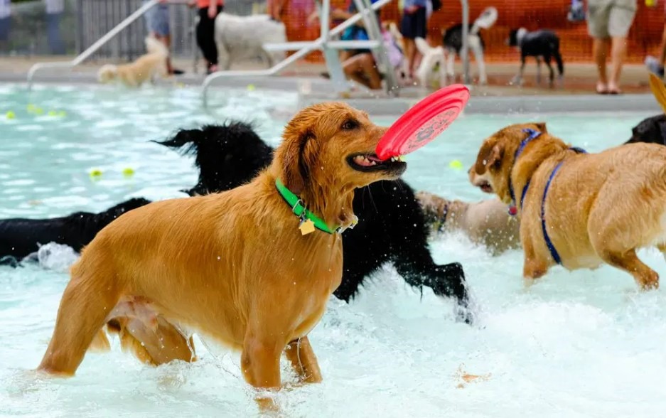 Dog Paddle Event at Southland Aquatic Center, Lexington, KY | Lexington ...