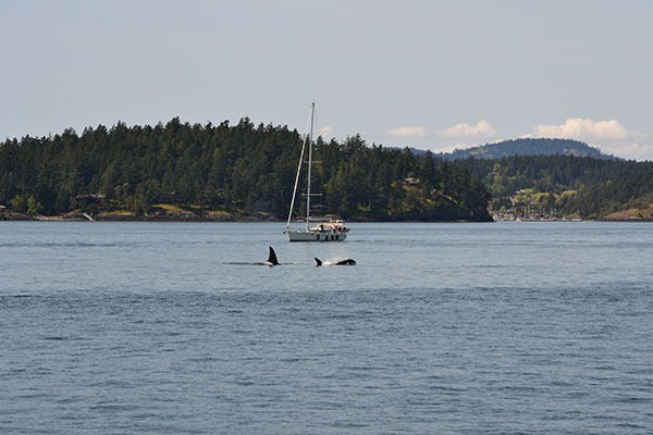 10 Tips for Whale Watching in Washington - Washington Waterfronts Blog