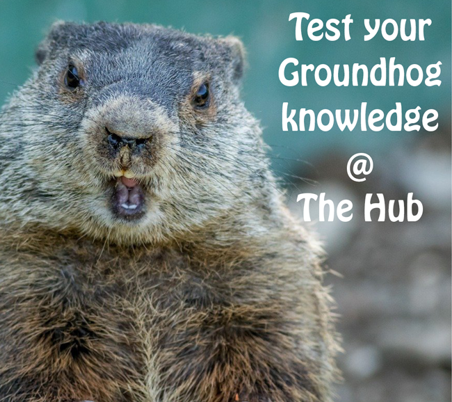 Try Out your knowledge of Groundhogs and watch the iconic Movie!