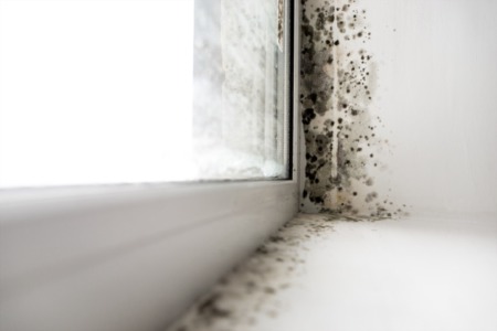 How to Remediate Mold When Found in Your Home