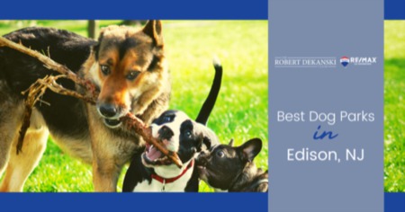 Best Dog Parks in Edison: Where are the Best Dog Parks in Edison?