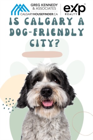 Is Calgary a Dog-Friendly City?