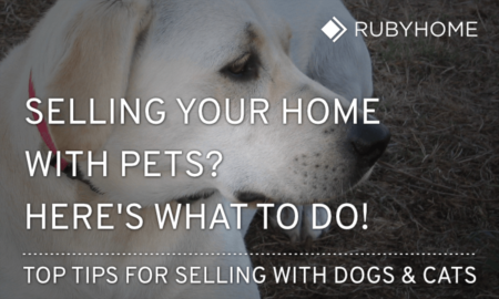 What to Do With Pets When Selling Your Home [Pro Tips]
