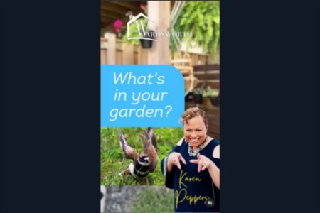Join Karen Peppers in the latest episode of 'What's in Your Garden?' as she showcases Killdeer Birds.