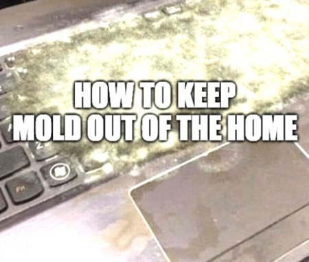 How to Have a Mold Free Home