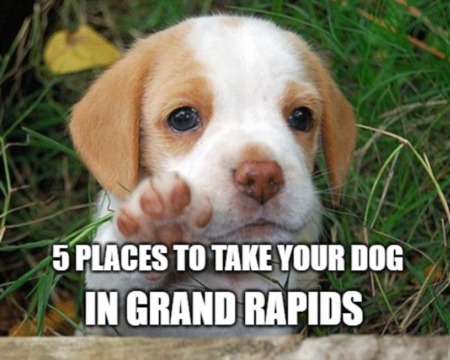 5 Places to Take Your Dog in Grand Rapids, Michigan