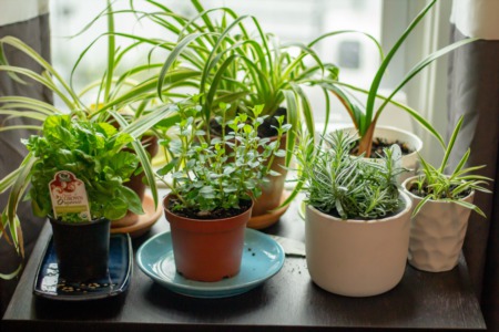 Gardening Ideas: Growing Herb Gardens