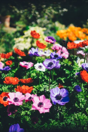5 Tips To Help Your Garden Survive Summer