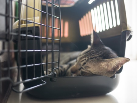 Moving with Pets Across Country: Tips, Tricks, Costs & More