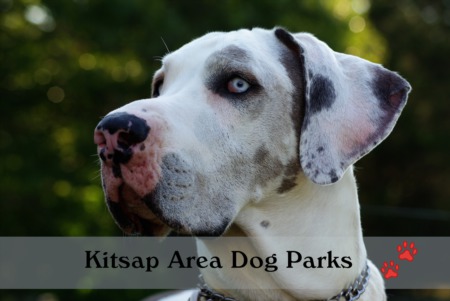 It's a Kitsap Dog's Life!